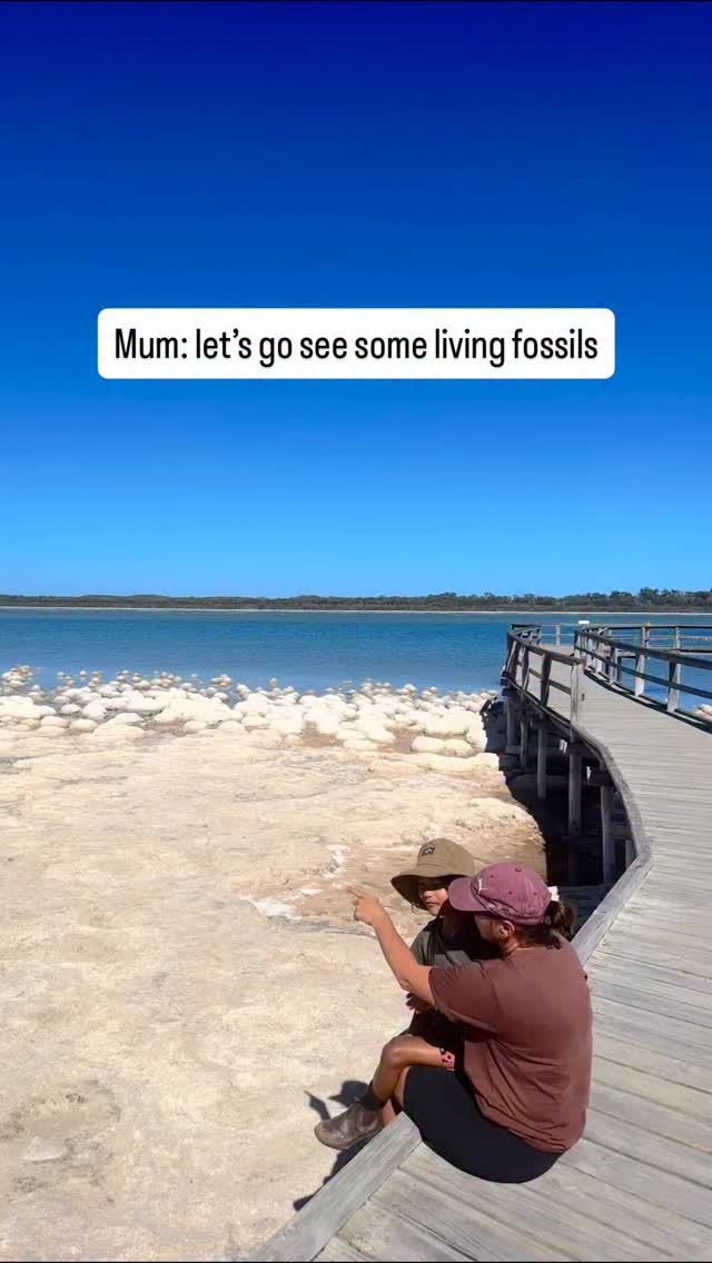 Just casually hanging out with organisms that are among the oldest on earth! 

Before we go on, follow @thefamilyfind for more family travel, hidden gems and epic adventures

Can you believe that these types of living fossils existed billions of years before dinosaurs were a thing? Still blows my mind!

This is 
📍Lake Clifton, WA. An easy hour drive south of Perth!