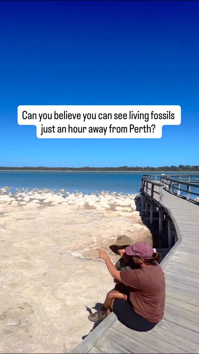 Just casually hanging out with organisms that are among the oldest on earth! 

Before we go on, follow @thefamilyfind for more family travel, hidden gems and epic adventures

Can you believe that these types of living fossils existed billions of years before dinosaurs were a thing? Still blows my mind! 

This is 
📍Lake Clifton, WA. An easy hour drive south of Perth!