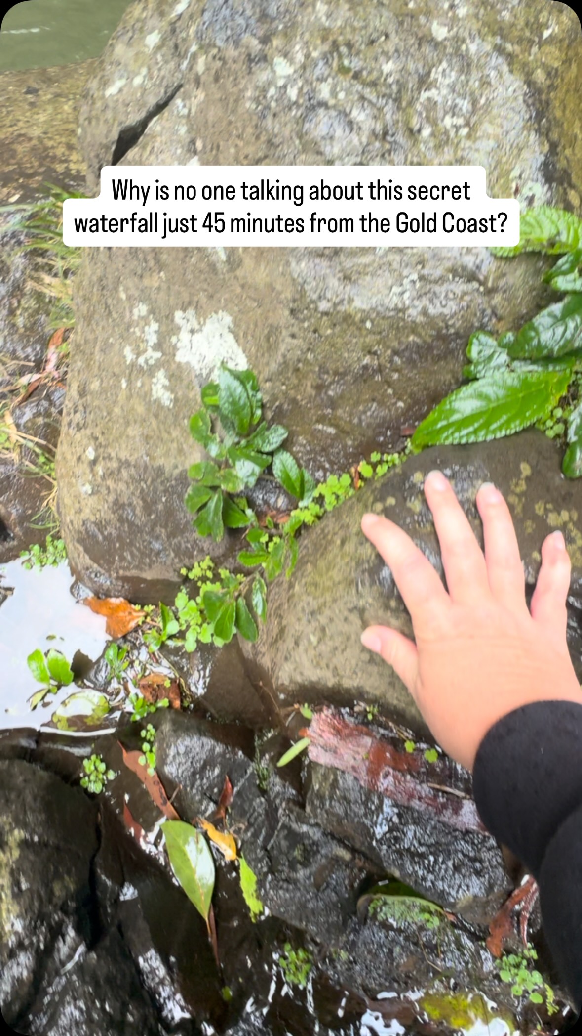 Why is no one talking about this walk? 

Only 45 mins inland from the Gold Coast,this 4km, grade 3 hike takes a few hours round trip with kids in tow. 

Plenty to see on the way surrounded by rainforest  then the falls right at the halfway mark, which was the perfect excuse for a snack for our tribe.  Before completing the loop.

Definitely one to add to the bucket list. 

Follow @thefamilyfind, more like this coming.

Save this so you don’t forget this hot tip! Walk in a clockwise Direction otherwise you’ll be hit with walking 450+ steps back to the top. 

📍 This is Purling Brook Falls