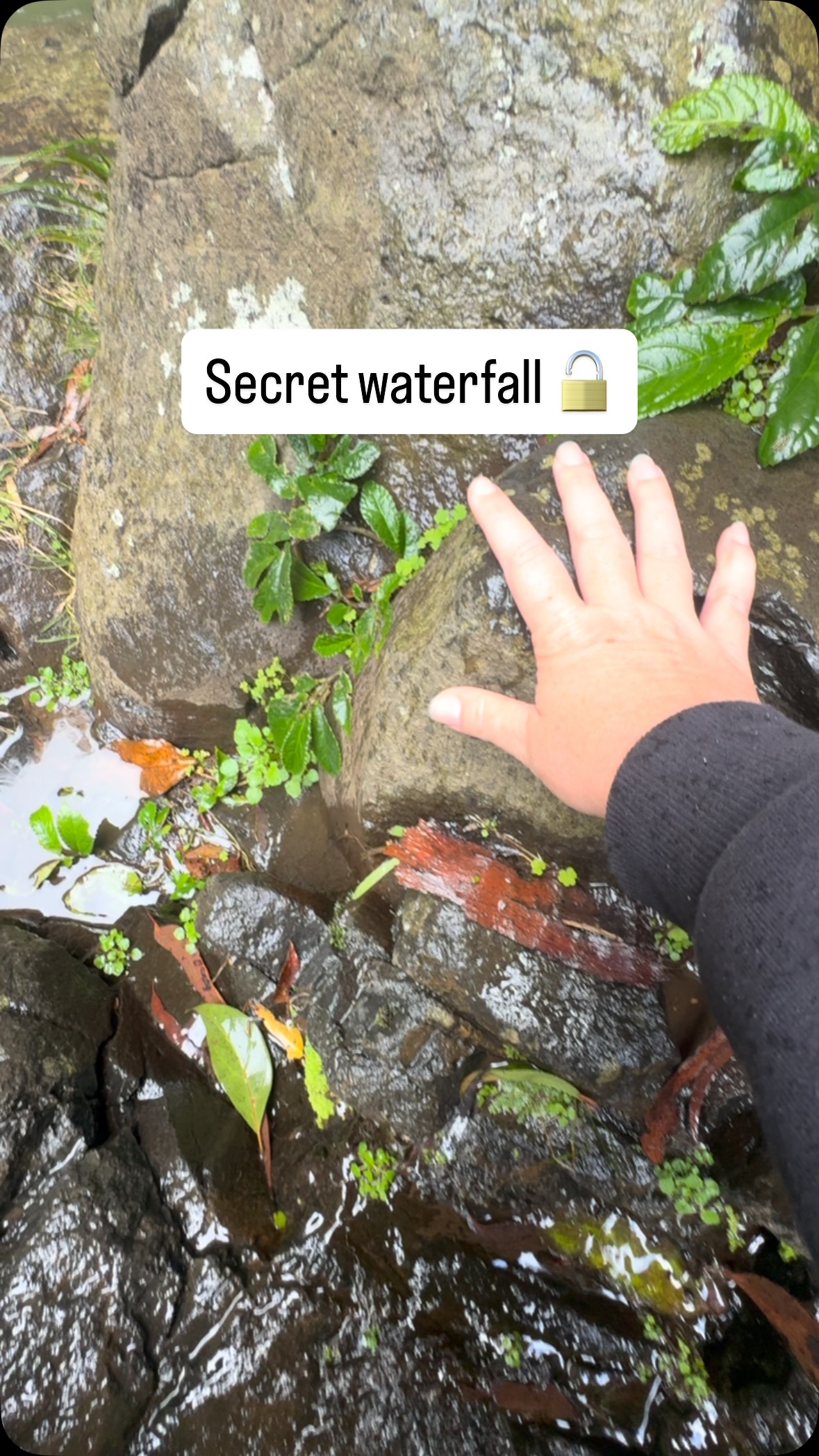 Why is no one talking about this walk? 

Only 45 mins inland from the Gold Coast,this 4km, grade 3 hike takes a few hours round trip with kids in tow. 

Plenty to see on the way surrounded by rainforest  then the falls right at the halfway mark, which was the perfect excuse for a snack for our tribe.  Before completing the loop.

Definitely one to add to the bucket list. 

Follow @thefamilyfind, more like this coming.

Save this so you don’t forget this hot tip! Walk in a clockwise Direction otherwise you’ll be hit with walking 450+ steps back to the top. 

📍 This is Purling Brook Falls
