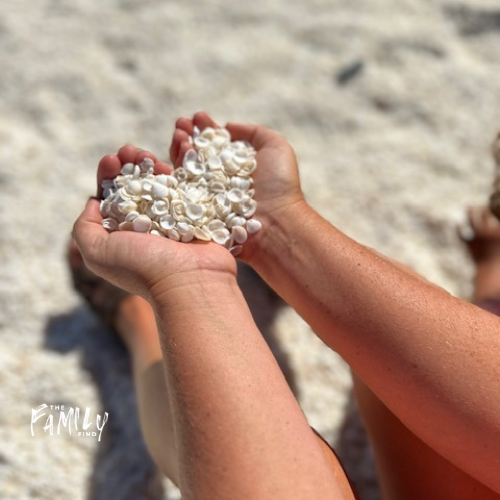 shells held in hand in heart shape